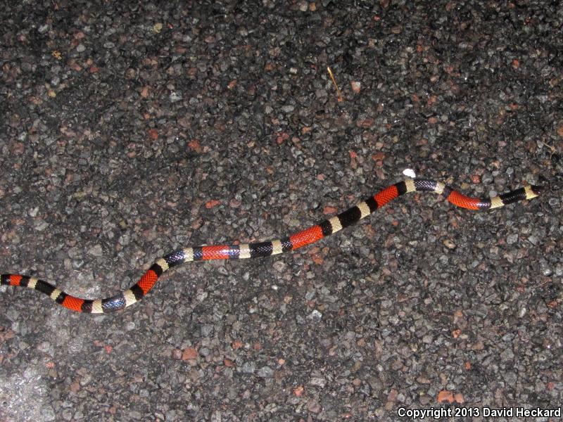 Western Double-collar Coralsnake (Micrurus laticollaris maculirostris)