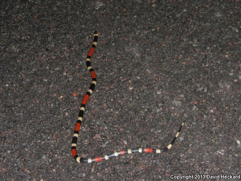 Western Double-collar Coralsnake (Micrurus laticollaris maculirostris)