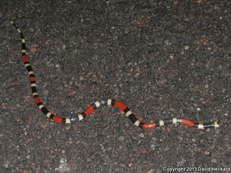 Western Double-collar Coralsnake (Micrurus laticollaris maculirostris)