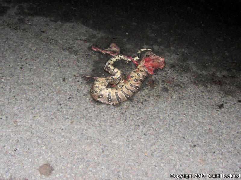 Mexican Boa Constrictor (Boa constrictor imperator)