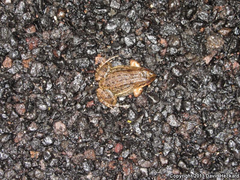 Sabinal Frog (Leptodactylus melanonotus)