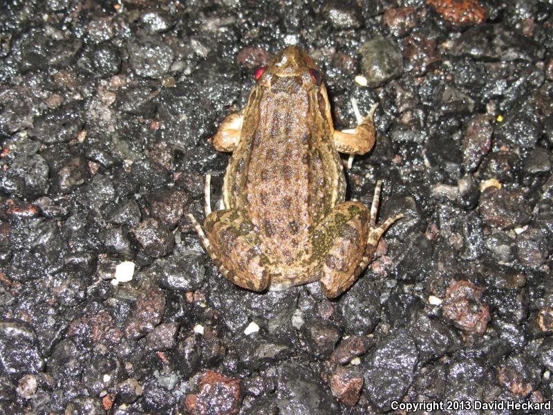 Sabinal Frog (Leptodactylus melanonotus)