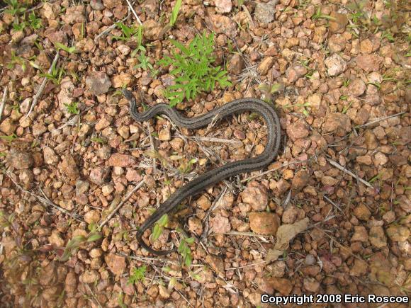 Northern Red-bellied Snake (Storeria occipitomaculata occipitomaculata)