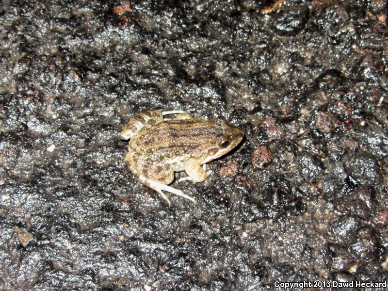 Sabinal Frog (Leptodactylus melanonotus)