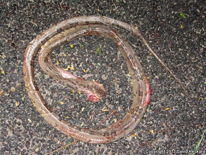 Western Lyresnake (Trimorphodon biscutatus biscutatus)