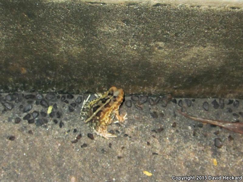 Marbled Toad (Ollotis marmorea)