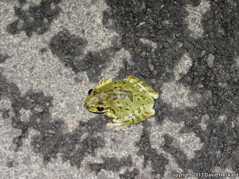 Mexican Treefrog (Smilisca baudinii)