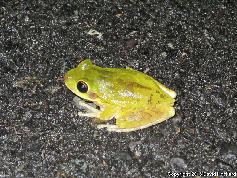 Mexican Treefrog (Smilisca baudinii)