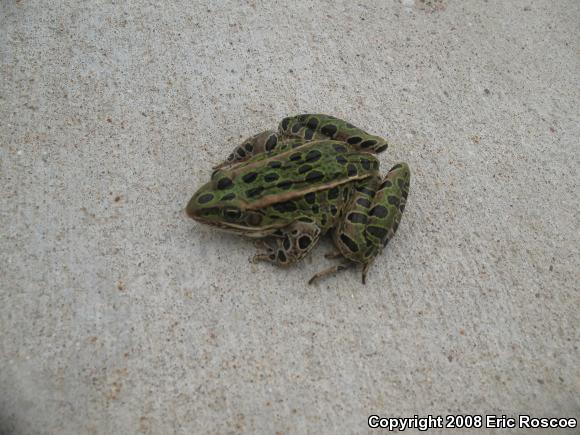 Northern Leopard Frog (Lithobates pipiens)