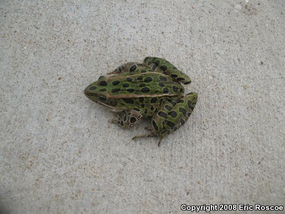 Northern Leopard Frog (Lithobates pipiens)