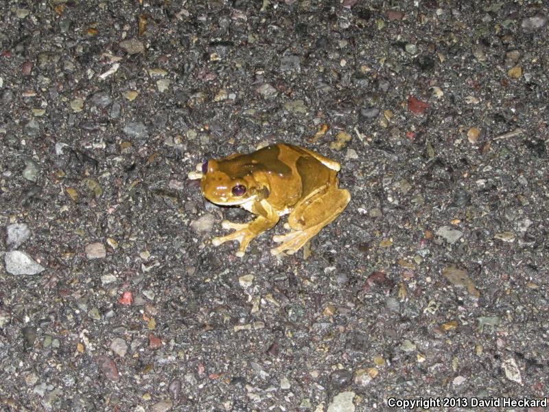 Veined Treefrog (Trachycephalus venulosus)