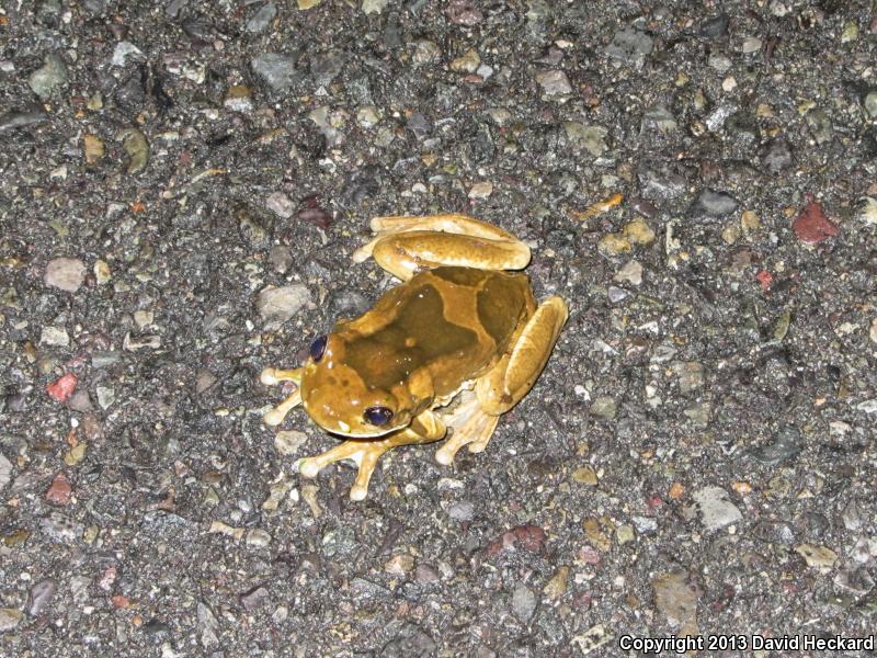 Veined Treefrog (Trachycephalus venulosus)