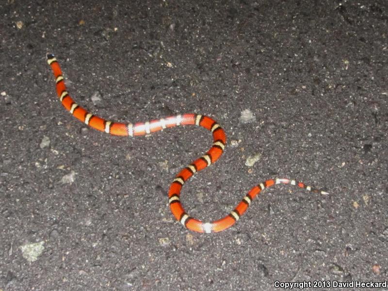 Nelson's Milksnake (Lampropeltis triangulum nelsoni)