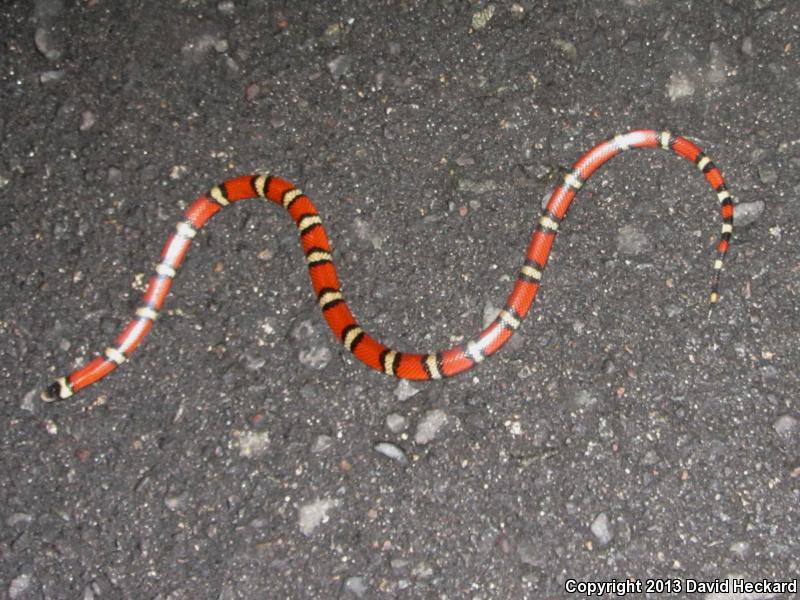 Nelson's Milksnake (Lampropeltis triangulum nelsoni)