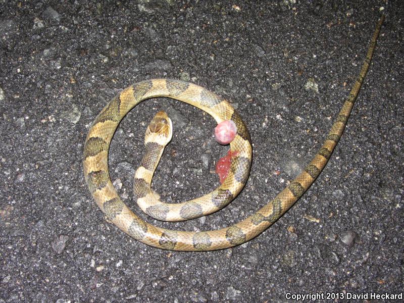 Southwestern Cat-eyed Snake (Leptodeira maculata)