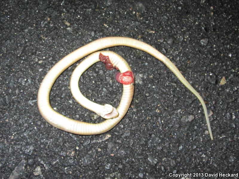 Southwestern Cat-eyed Snake (Leptodeira maculata)