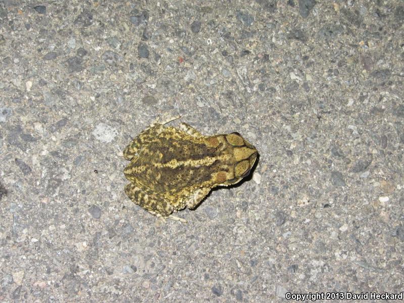 Sinaloa Toad (Ollotis mazatlanensis)