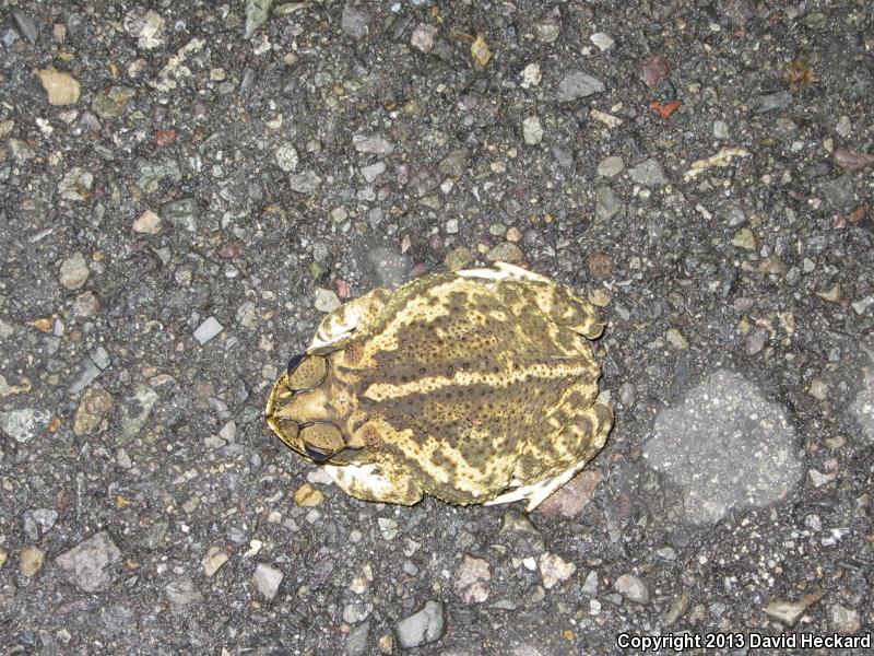 Sinaloa Toad (Ollotis mazatlanensis)