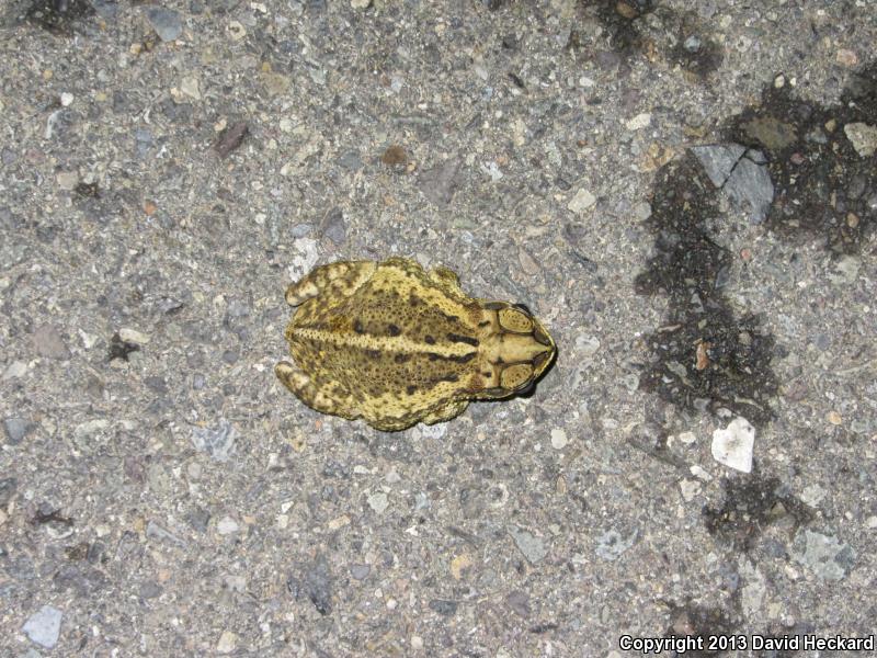 Sinaloa Toad (Ollotis mazatlanensis)