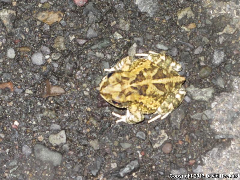 Sinaloa Toad (Ollotis mazatlanensis)