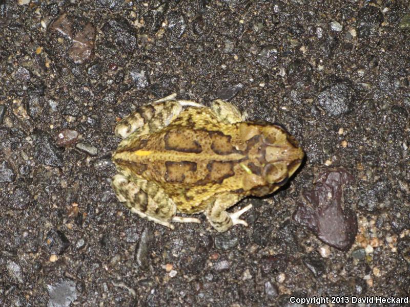 Sinaloa Toad (Ollotis mazatlanensis)