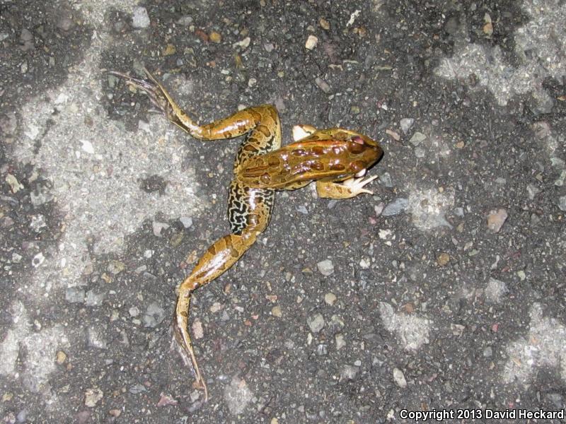 Forrer's Grass Frog (Lithobates forreri)