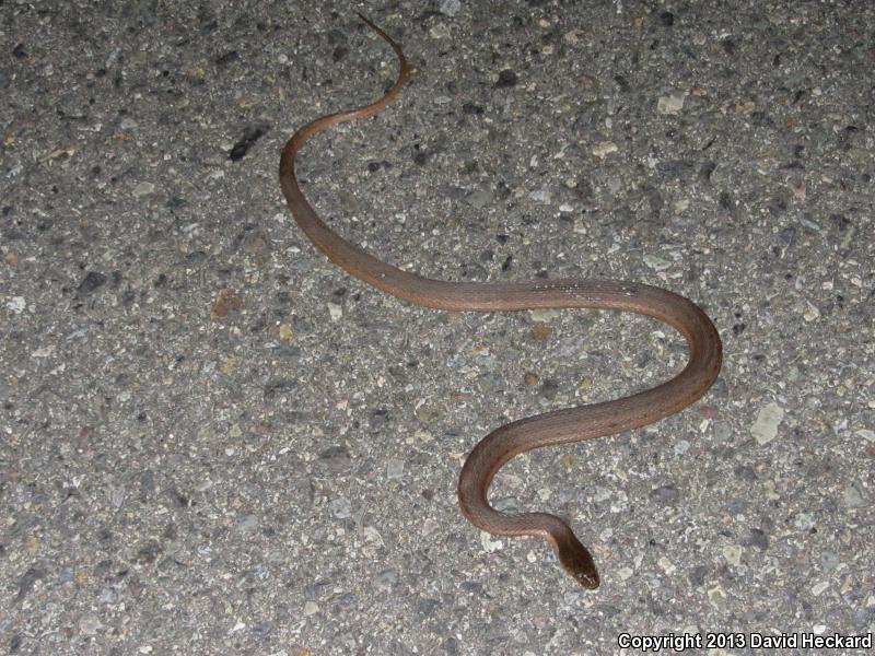 Colima Gartersnake (Thamnophis validus isabelleae)