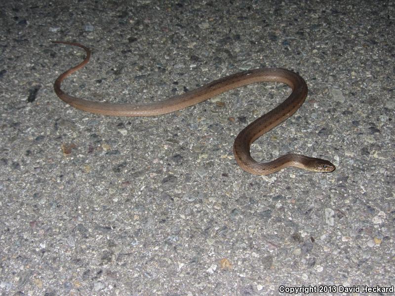 Colima Gartersnake (Thamnophis validus isabelleae)