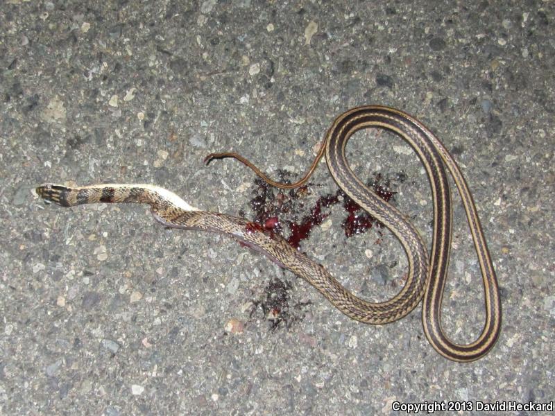 Mexican Patch-nosed Snake (Salvadora mexicana)