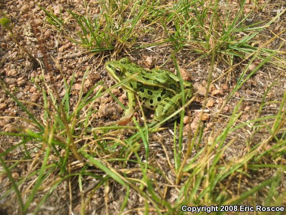 Northern Leopard Frog (Lithobates pipiens)