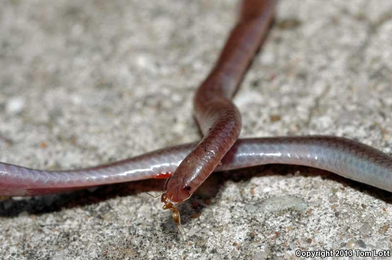 South Texas Threadsnake (Leptotyphlops dulcis rubellum)