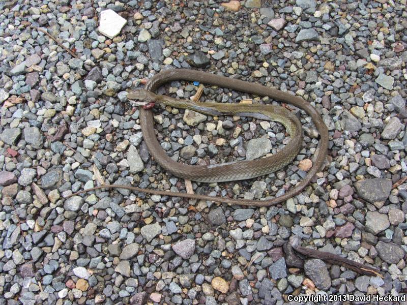 Common Lizard Eater (Mastigodryas melanolomus)