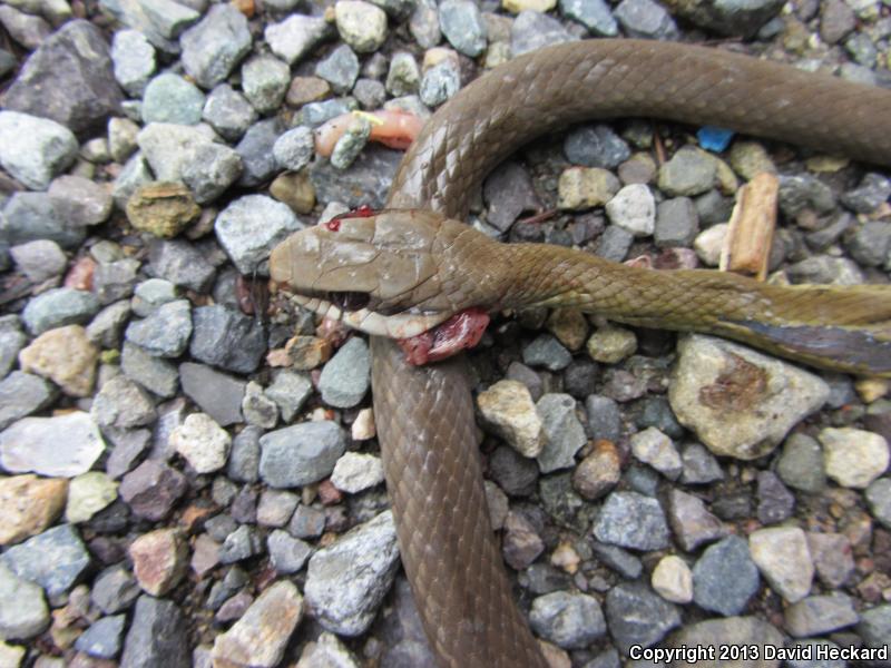 Common Lizard Eater (Mastigodryas melanolomus)