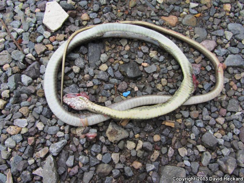Common Lizard Eater (Mastigodryas melanolomus)