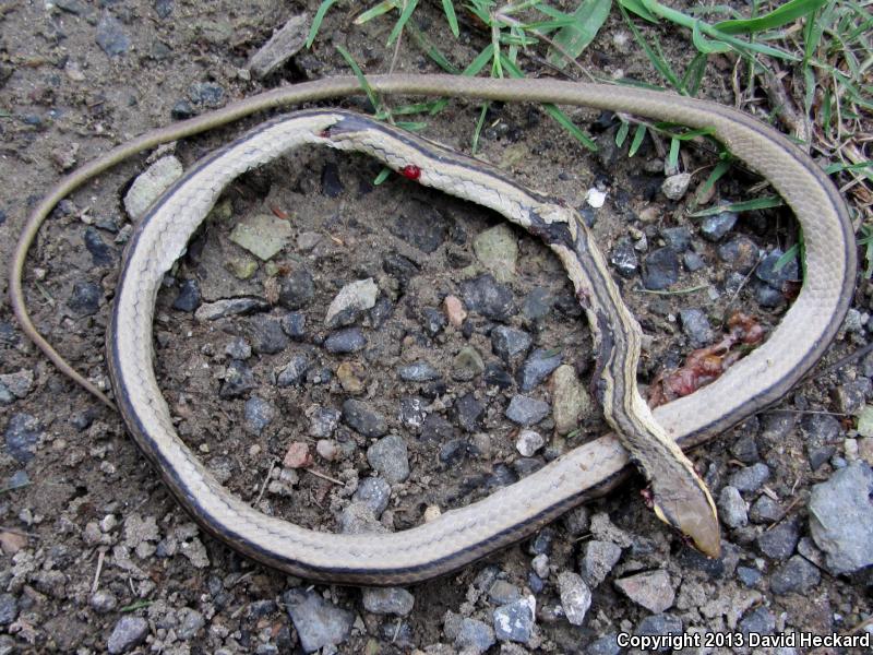 Tehuantepec White-lipped Snake (Symphimus leucostomus)