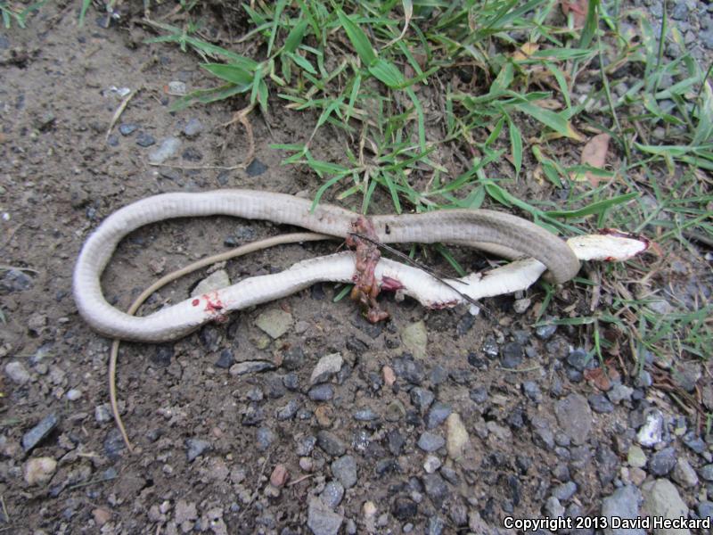 Tehuantepec White-lipped Snake (Symphimus leucostomus)
