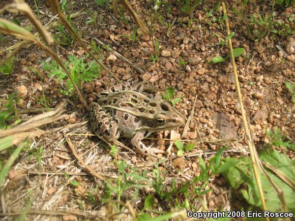 Northern Leopard Frog (Lithobates pipiens)