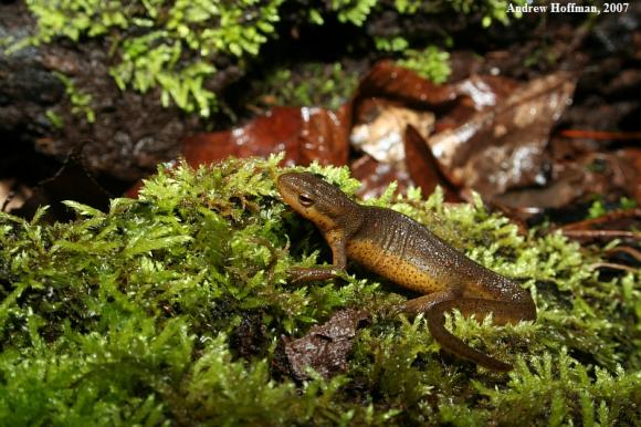 Red-Spotted Newt (Notophthalmus viridescens viridescens)