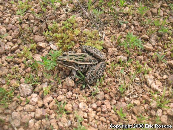 Northern Leopard Frog (Lithobates pipiens)