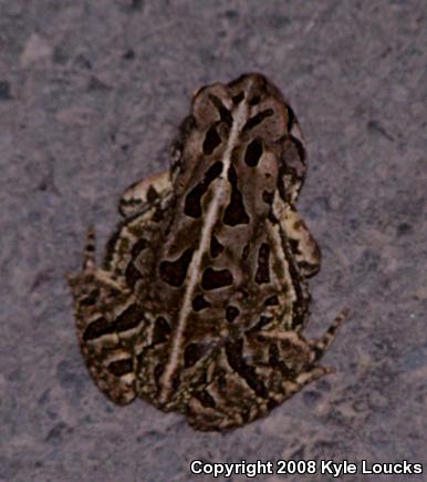 Fowler's Toad (Anaxyrus fowleri)