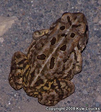 Fowler's Toad (Anaxyrus fowleri)