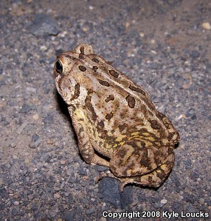 Fowler's Toad (Anaxyrus fowleri)