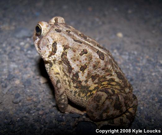 Fowler's Toad (Anaxyrus fowleri)