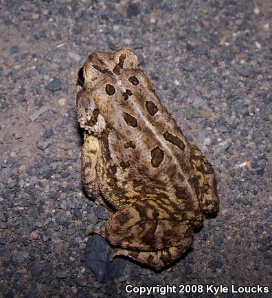 Fowler's Toad (Anaxyrus fowleri)