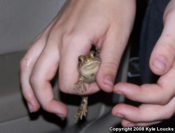 Fowler's Toad (Anaxyrus fowleri)