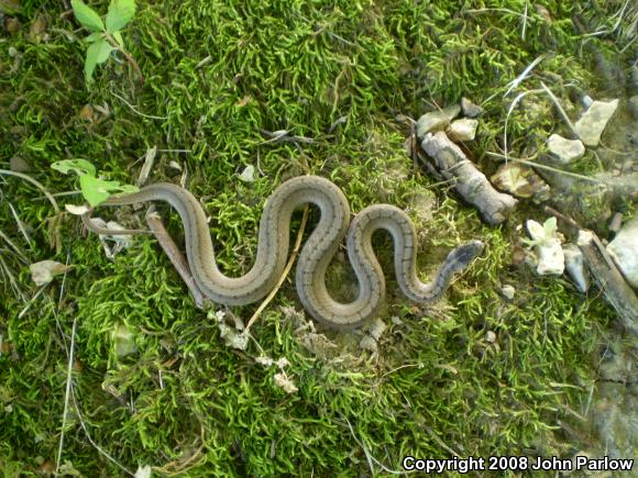 Midland Brownsnake (Storeria dekayi wrightorum)