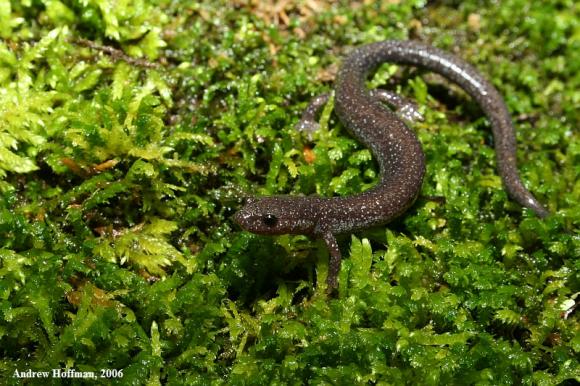 Northern Ravine Salamander (Plethodon electromorphus)