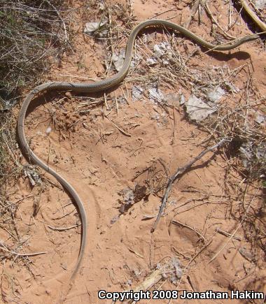 Desert Striped Whipsnake (Coluber taeniatus taeniatus)