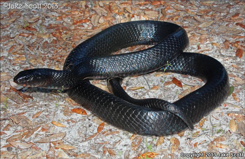 Eastern Indigo Snake (Drymarchon couperi)