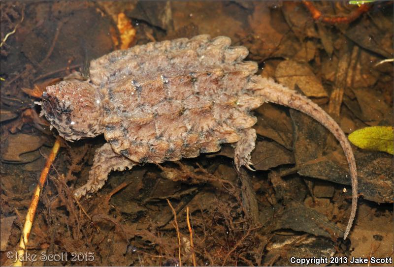 Alligator Snapping Turtle (Macrochelys temminckii)